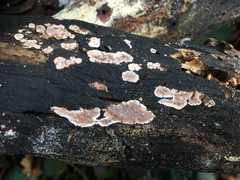 Eichleriella deglubens