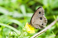 Ypthima motschulskyi