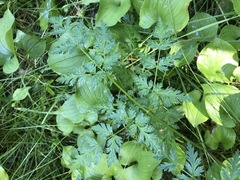 Conioselinum
