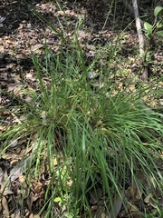 Eriochloa