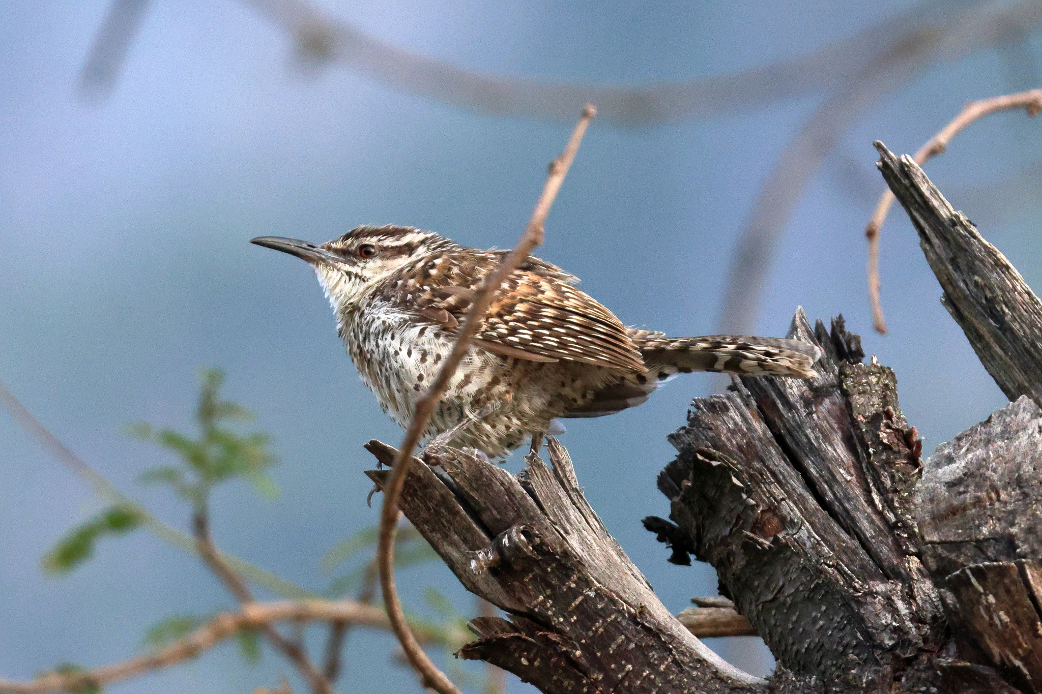 Boucard's Wren (Campylorhynchus jocosus), photo 10