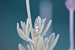 Philobota impletella