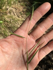 Eriochloa