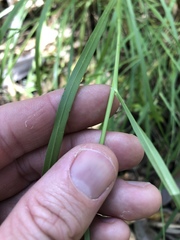Eriochloa