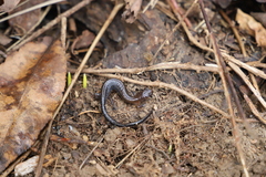 Plethodon dorsalis