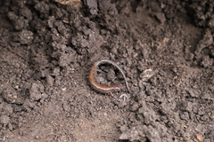 Plethodon dorsalis