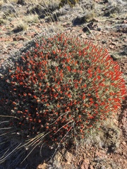 Anarthrophyllum desideratum