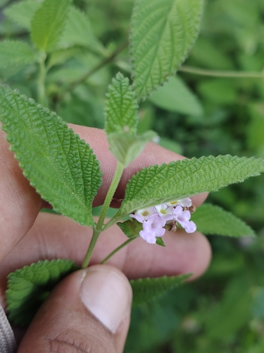 Velvet Lantana (Lantana velutina)