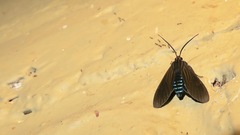 Aclytia