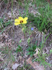 Tuberaria globulariifolia