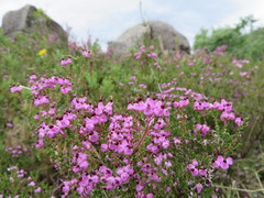 Erica umbellata