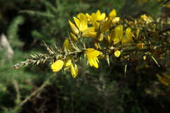 Ulex argenteus