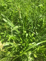 Plantago macrocarpa