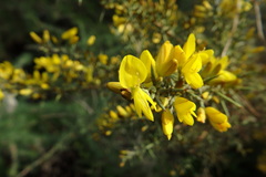 Ulex argenteus