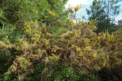 Ulex argenteus