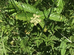 Conioselinum
