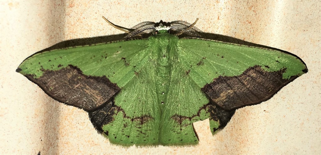 Phrudocentra vagilinea