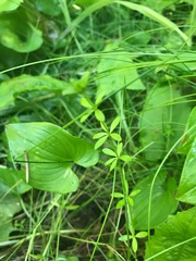 Galium trifidum trifidum