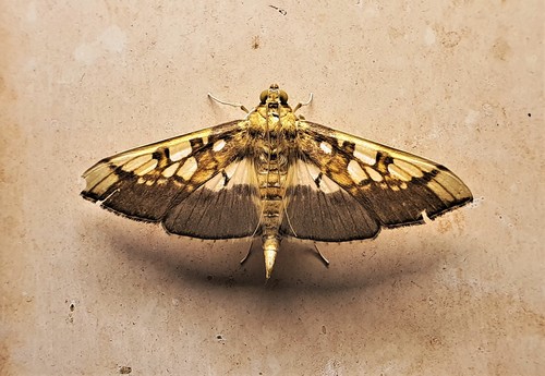 Micromartinia mnemusalis Walker, 1859