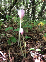 Colchicum