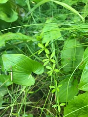 Galium trifidum trifidum