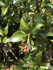 Phyllocladus aspleniifolius