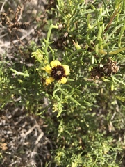 Encelia ventorum