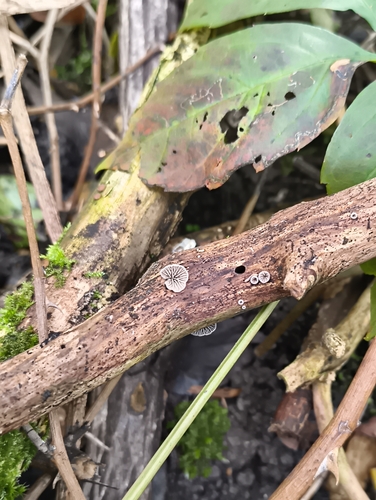 Resupinatus trichotis