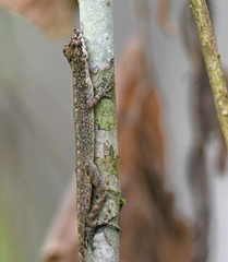 Anolis maculiventris