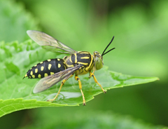 Stictia