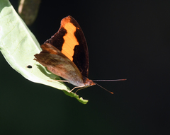 Catonephele nyctimus