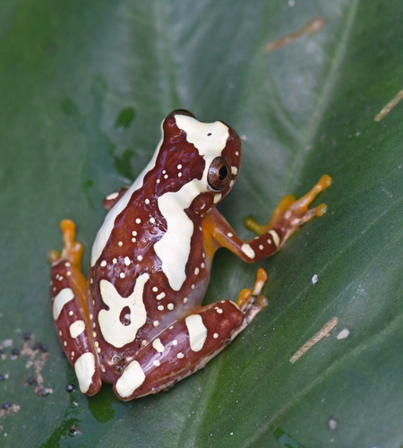 Harlequin Treefrog
