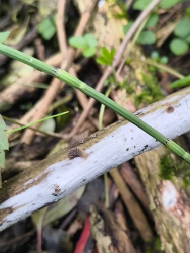 priležni hrbtiščar