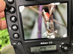 Anolis maculiventris