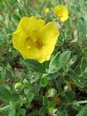 Cistus lasianthus