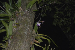 Laelia anceps