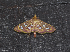 Ischnurges gratiosalis