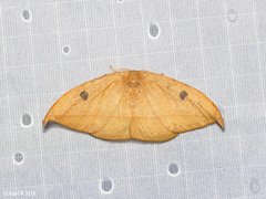 Callidrepana micacea