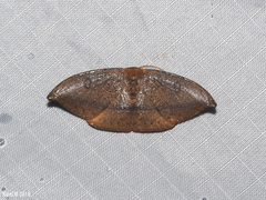 Callidrepana micacea