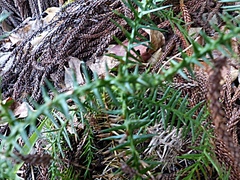 Araucaria bidwillii