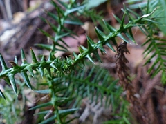 Araucaria bidwillii