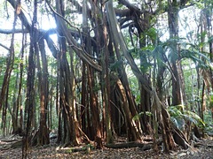 Ficus macrophylla columnaris