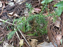 Araucaria bidwillii