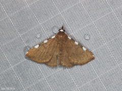 Corgatha pseudominor