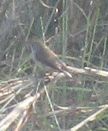 Taiga Flycatcher