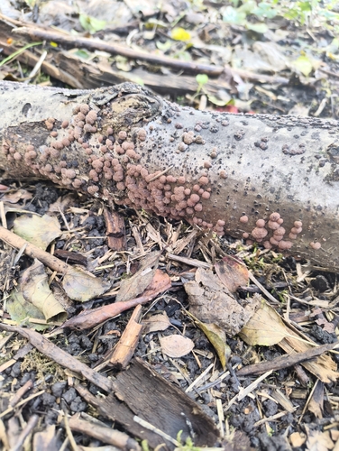 drobnotrosni skorjeder