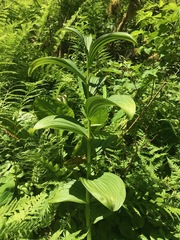Veratrum viride eschscholtzianum