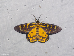 Dysphania bivexillata