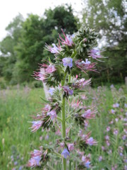 Echium lusitanicum