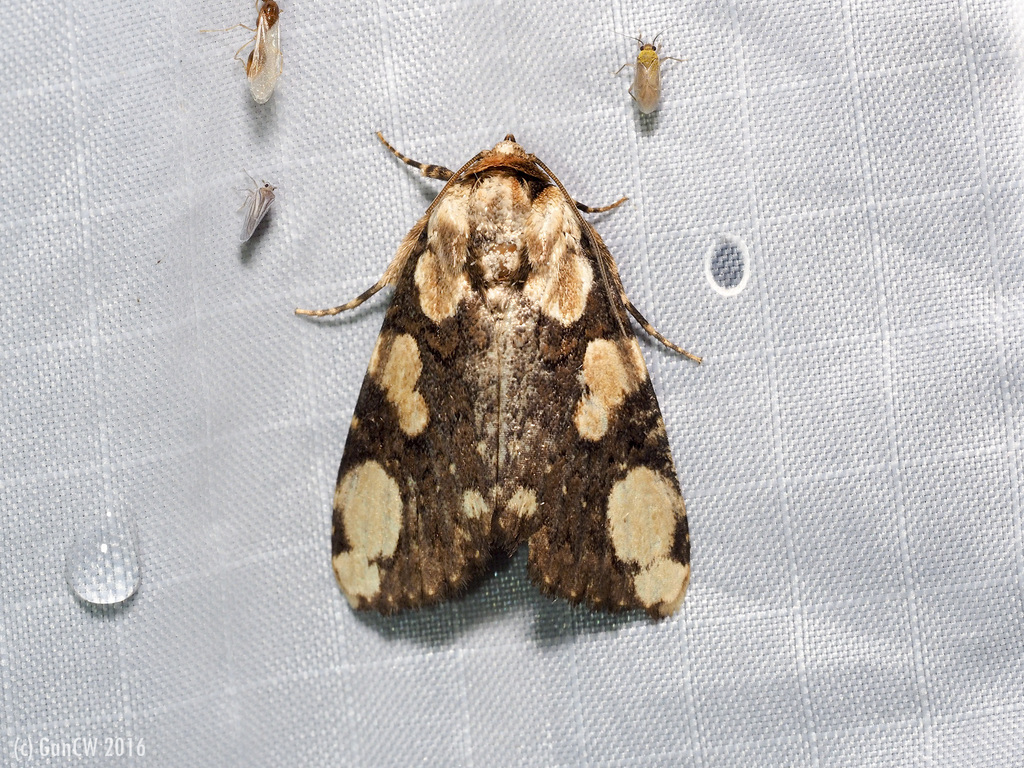 Mudaria magniplaga